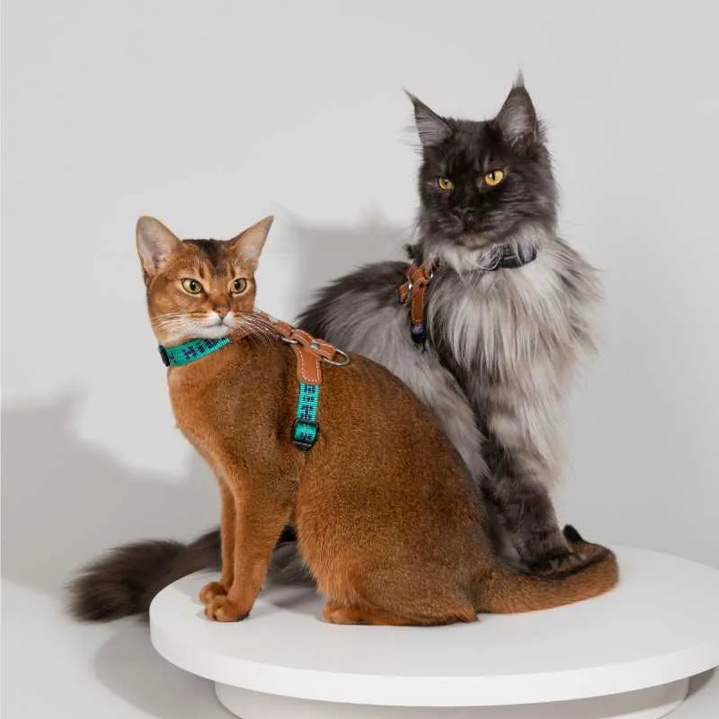 HiDREAM Adventure-Ready Button-On Cat Harness Leash