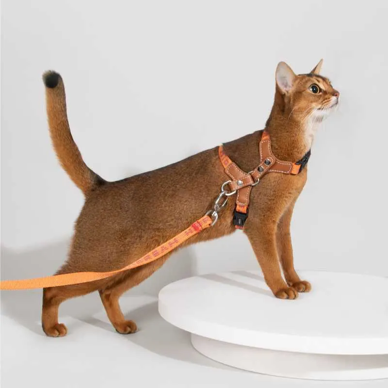 HiDREAM Adventure-Ready Button-On Cat Harness Leash