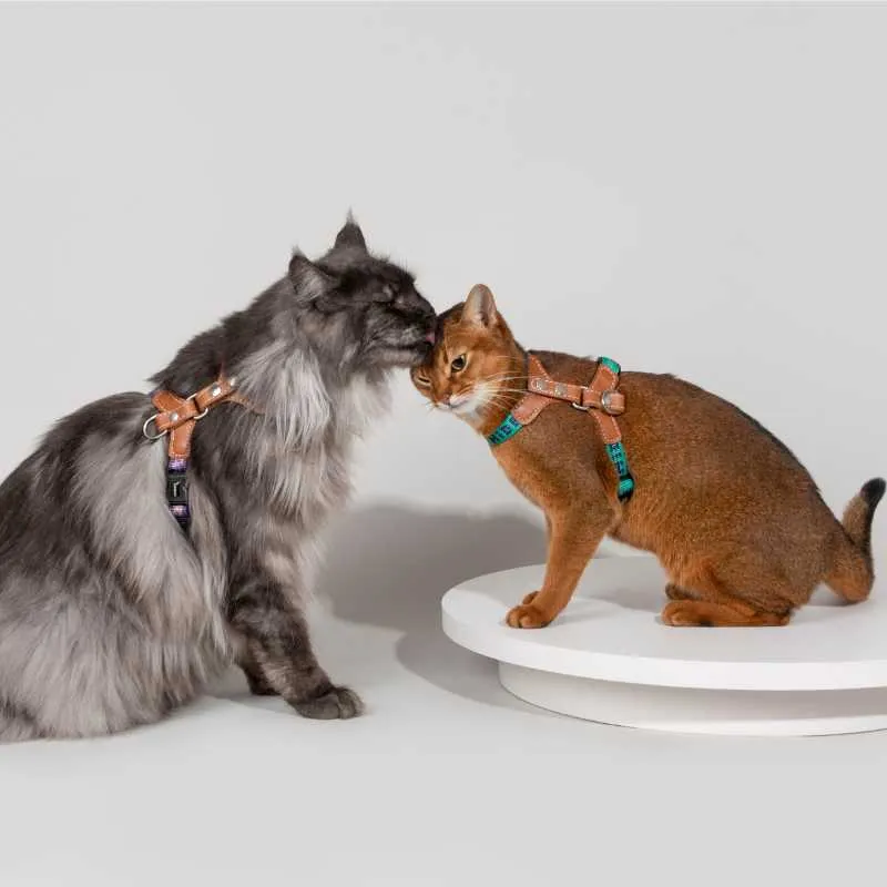 HiDREAM Adventure-Ready Button-On Cat Harness Leash